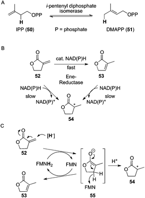 A: Redox-neutral CC-bond isomerization between isopentenyl diphosphate (IPP) (50) and dimethylallyl diphosphate (DMAPP) (51); B: FMNH2-dependent enzymatic CC-isomerization and competing CC-reduction of α,β-unsaturated lactones catalyzed by ene-reductases; C: mechanistic proposal for isomerization.
