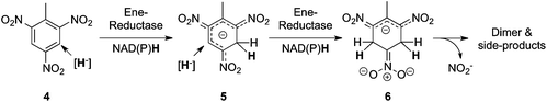 Ring reduction of polynitroaromatics catalyzed by ene-reductases.