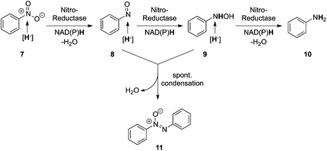 Reductive biodegradation of nitrobenzene initiated by Salmonella typhimurium nitroreductase.