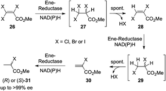 Sequential reductive dehydrohalogenation of β-haloacrylic ester derivatives mediated by ene-reductases.