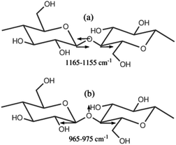 Schematic representation of the two characteristic anti-symmetric (a) and symmetric (b) vibrations of the glycoside bond.