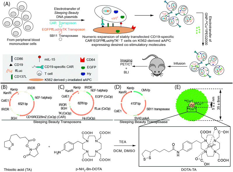 (A) Schematic of the processes for the generation of CAR+EGFPffLucHyTK+GNP–64Cu/PEG2000+ T cells. Components used include (B) CAR transposon (CD19RCD28mZ(CoOp)/pSBSO). (C) SB11 transposon (pKan-CMV-SB11) (D) ffLuc transposon (EGFPffLucHyTK) (E) GNP–64Cu/PEG2000; synthesis of DOTA-TA). 7 nm GNP (shown) were compared with 15 nm GNP. All other parameters stayed the same during this comparison. TEA, triethylamine; DCM, dichloromethane.