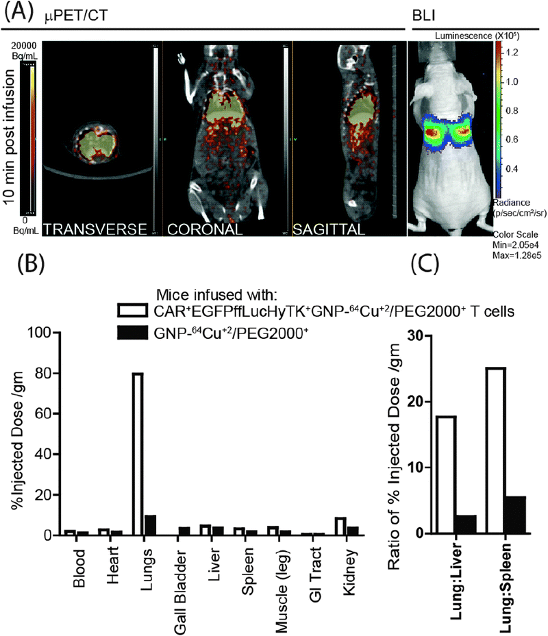 (A) PET images (transverse, coronal and sagittal planes) from CAR+EGFPffLucHyTK+GNP–64Cu/PEG2000+ T cells infused in a mouse correlated with a BLI signal. (B) Comparison of post-mortem biodistribution of the GNP–64Cu/PEG2000 when enveloped inside the T cells compared to when infused directly, 14 hours after intravenous infusion. (C) Lung-to-liver and lung-to-spleen ratios of GNP–64Cu/PEG2000 when enveloped inside the T cells compared to direct injection, 14 hours after intravenous injection.