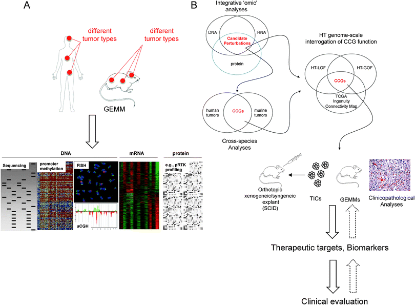 Form cancer gene discovery to clinical evaluation of mutation-specific therapeutics. (A) Multi-dimensional analysis of human and murine cancers include identification of copy number variations (assessed by Fluorescence In Situ Hybridization (FISH) and arrayed Comparative Genomic Hybridization, aCGH), DNA mutation (evaluated by DNA sequencing), promoter methylation (determined by chromatin immunoprecipitation and microarray analysis of immunoprecipitated DNA), and aberrant mRNA and protein expression (assessed by microarray analysis and e.g., by antibody arrays). Each of these genomic, genetic, epigenetic, and proteomic changes can alter the function, the splicing patterns, or the expression levels of candidate cancer genes (CCGs) that potentially can drive cancer initiation, progression, and dissemination. Additional model systems not depicted here include zebrafish, nematodes, fruitflies and yeast. (B) Integrative, cross-species bioinformatics, and genome-scale interrogation of gene function inform mutation-specific drug design and evaluation. Here, the assessment of genomic, genetic and proteomic aberrations, cross-species, comparative analyses, and the identification of similarities between different tumor types enable the identification of critical CCGs. Subsequently, CCGs will be functionally interrogated in massively parallel high-through put (HT) gain- and loss-of-function (GOF/LOF) studies to assess the modus operandi and impact on tumorigenic signaling cascades. Subsequently, validated CCGs are enrolled into detailed clinicopathological analyses (i.e., CGC expression analyses in primary tumors), and cell culture- and animal model-based experiments. CCGs with strong cancer-promoting activities can be used as therapeutic targets and/or biomarkers, prompting further clinical evaluation. Importantly, this cascade has to be an iterative process, where the result from each step can inform and refine preceding analyses to help improve the entire drug development process. TICs, tumor initiating cells; GEMMs, genetically engineered mouse models.
