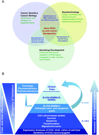 Integrative nano-drug development. (A) Amalgamation of cancer biology/genetics, bioengineering, i.e., the design and synthesis of nanotechnological platforms, and nanodrug development to enable the preclinical and clinical development of RNA-based nanoconjugates. (B) Validation scheme for the (pre-)clinical characterization of iCCG nano-conjugates. Initial studies aim to assess CCG expression in a panel of cancer cells to stratify lineages with high, low, or absent expression for subsequent functional studies to assess siCCG-nanoconjugates. Animal studies, together with toxicology, pharmacokinetic and -dynamic studies will enable early phase 0/I/II clinical studies in humans. Of note, model systems to validate iCCG nanoconstructs show different degrees of cost- and time effectiveness, and complexity.