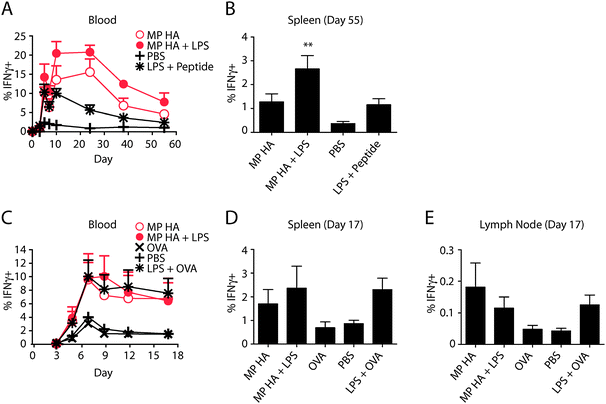 Vaccination with microparticles increases IFNγ + CD8 T cells in response to VSV-OVA challenge. BMDCs were incubated overnight with 0.85 μg mL−1 MP HA, 0.85 μg mL−1 MP HA + 0.42 μg mL−1 LPS, 0.42 μg mL−1 LPS + 5 μM SIINFEKL (OT-I peptide), or PBS control. 250 000 of these BMDCs were given to mice i.v. 7 days post-BMDC injection, mice were challenged with 105 PFU VSV-OVA i.v. and (A) the T cell response was tracked via blood on days 0, 3, 5, 7, 10, 24, 38, and 55 post-challenge. Lymphocytes from blood were purified, restimulated with OT-I peptide, and stained for CD4, CD8, IFNγ, CD44, B220, Ter119, and CD11b. Antigen-specific cells were detected by IFNγ + CD44+ staining. Data shown are previously gated on CD8+ T cells. (B) At day 55, mice were sacrificed, spleens were taken, and antigen-specific cells were detected as in blood. One-way ANOVA with Bonferroni post hoc testing. (C–E) Direct immunogenicity. Mice were given 10 μg MP HA, 10 μg MP HA + 10 μg LPS, 10 μg LPS + 10 μg EndoGrade OVA, 10 μg EndoGrade OVA, or PBS s.c. in both hind footpads. At day 45, mice were challenged with 105 PFU VSV-OVA i.v., (C) and subsequently bled at days 3, 5, 7, 9, 12, and 17. Lymphocytes from blood were purified, restimulated with OT-I peptide and stained for CD4, CD8, IFNγ, CD44, B220, and CD11b. Antigen-specific cells were detected by IFNγ + CD44+ staining. Data shown are previously gated on CD8+ T cells. (D, E) At day 17, mice were sacrificed, spleens and LNs were taken, and antigen-specific cells were detected as in blood.