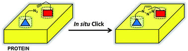 Schematic of small molecule in situ click chemistry (SISC). An azide-bearing compound (blue) is brought into close proximity to an acetylene-bearing compound (red) within the active site of a protein (yellow). Proximity and orientation drive 1,2,3-triazole formation and conjugation of the two compounds.