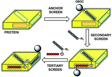 Generalized Schematic of Iterative Peptide In Situ Click Chemistry (IPISC). An anchor peptide (black circles) is selected for binding to a site on the protein surface (yellow) from a one-bead-one-compound peptide library (grey sphere). The anchor peptide is appended with an azide and incubated with the protein and an OBOC library containing acetylene-functionalized peptides (secondary screen). In situ triazole formation links the secondary peptide (red circles) to the anchor to form the biligand. The biligand is then appended with an azide and incubated with the acetylene-containing OBOC library to direct triazole formation between the tertiary peptide (blue circles) and the biligand to form the triligand (tertiary screen).