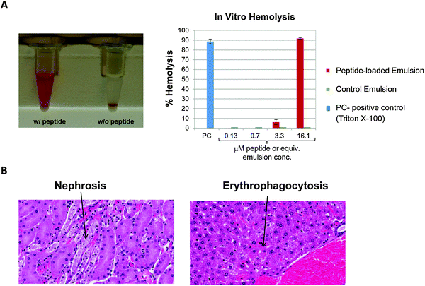 Nanoparticle instability under physiologically relevant conditions. (A) In vitro, the particle precipitated almost immediately upon introduction into whole blood and showed significant in vitro hemolysis (>80%). The nanoparticle can be seen as a white pellet in the bottom of the tube, and the red supernatant indicates the presence of plasma-free hemoglobin. (B) In vivo significant nephrosis and erythophagocytosis was observed, culminating in shock which resulted in almost immediate death for animals.