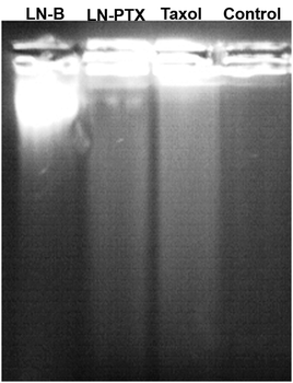 DNA fragmentation study of A549 cells treated with different formulations at 1 μM paclitaxel concentration for 48 h.