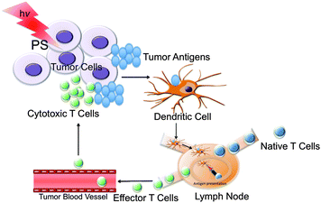 Phagocytosis of tumor antigens by DCs after PDT.