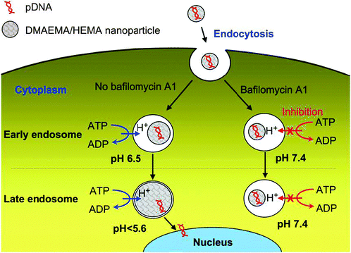 Schematic representation of pH-sensitive DMAEMA/HEMA nanoparticle-mediated gene transfection with and without bafilomycin A1 as a V ATPase inhibitor (reproduced with permission from ref. 16b).