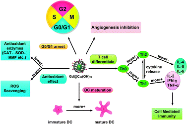 The anti-neoplastic mechanisms of [Gd@C82(OH)22]n nanoparticles. [Gd@C82(OH)22]n inhibit tumor cells growth through inducing G0/G1 phase arrest, increasing ROS scavenging, angiogenesis inhibition, promoting T cell differentiation to Th1 cells and DC maturation and so on.