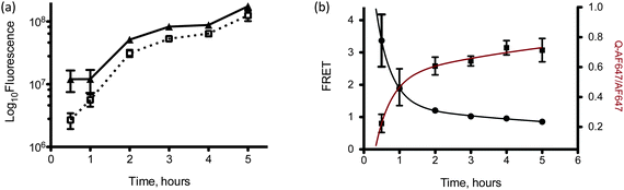 (a) Flow cytometry analysis of LNPs containing 3 (□) and 4 (▲) after transfection in HeLa cells at different time points, (b) flow cytometric analysis of FRET-labeled siRNAs (●) transfected into HeLa cells at different time points. The data was fit to a two-phase decay function (black line). Also plotted is the ratio of the fluoresce data of LNPs containing 3 to that of LNPs containing 4 (■). This data was fit to a two-phase association function (red line). Error bars represent s.d., n = 3.