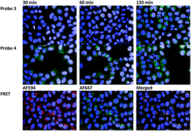 (Top panel) LNPs containing fluorescence-quenched probe 3 after incubation with HeLa cells for 30, 60 and 120 minutes. (Middle panel) LNPs containing probe 4 after incubation with HeLa cells for 30, 60 and 120 minutes. (Bottom panel) LNPs containing FRET-labeled siRNAs after 120 minutes of incubation with HeLa cells. The nucleus of the cell is stained blue with DAPI.