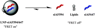 FRET-labeled siRNA probes in the “on” and “off” state.