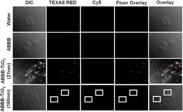 Fluorescence confocal microscopy images (1 μm slices) are presented as DIC, TEXAS RED, Cy5, fluorescence overlay and overlay. HeLa cells were exposed to each treatment for 3 hours, fixed in 4% formaldehyde, and then imaged. No fluorescence signals are detect when HeLa cells were exposed to water or ABBB, however when HeLa cells were exposed to 21 nm ABBB–TiO2 nanoparticles, they are detected within the RFP channel and exhibit a speckled, perinuclear localization. HeLa cells exposed to 160 nm ABBB–TiO2 nanoparticle aggregates are detectable both in the RFP and Cy5 channels. These results support the in vitro fluorescence emission findings obtained with the Nanodrop 3300.
