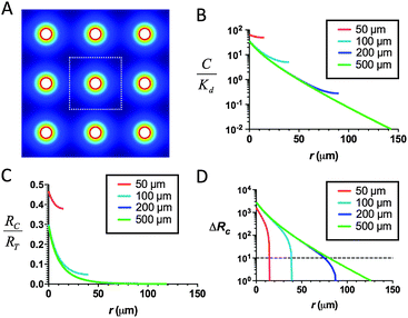 Lymphocytes migrating through tissues containing dense arrays of CCL21-secreting cells should still exhibit localized chemotactic responses near each source cell. (A) 2D schematic of FEM model, with a regular array of CCL21 sources (20 μm in diam. with a center-to-center separation of 50–500 μm), showing CCL21 concentration in false color. (B–D) Predicted profiles of normalized total CCL21 concentration (free and matrix-bound), (B), receptor occupancy (C), and receptor occupancy difference across responding cells (D) as a function of distance from an individual attractant source in the array, calculated for cells secreting at 1 pg per cell per h, including matrix binding sites at a density Cmatrix/Km = 103, assuming only CCL21 in solution is active for receptor binding.