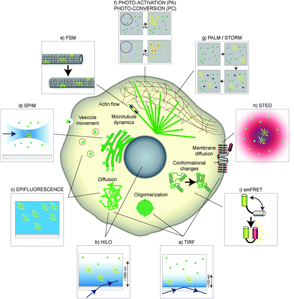 Single-molecule techniques in the cellular landscape. Depending on the region of the cell, or on the biological process under study, different single-molecule labeling and microscopy techniques can be used. Cell components are shown schematically in the middle, and the methods typically used to study them are enclosed in surrounding boxes. (a) TIRF is useful for fast imaging of single molecules close to the cell surface, addressing receptor dynamics, diffusion and oligomerization. (b) HILO, (c) widefield or epifluorescence and (d) SPIM can be used to image deeper inside the cell, allowing for visualization of single molecules in the nucleus and other compartments that are not accessible by TIRF. In a similar fashion, (e) FSM is useful to image single molecules in crowded environments, such as microtubule or actin networks. (f) Photo-activation (PA) and photo-conversion (PC) can be used to track a subpopulation of single molecules. Other techniques such as (g) PALM/STORM and (h) STED have a higher spatial resolution but their in vivo application is limited by the time resolution. (i) Single-molecule FRET (smFRET) allows for detection of conformational changes in the same molecule, as well as interaction between molecules, based on the light emitted when a donor and an acceptor fluorophore get in close proximity.