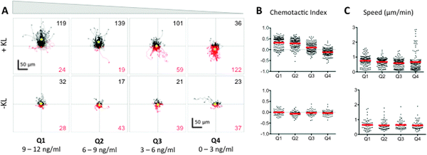 BMMC cells exhibit a bimodal chemotactic response to Kit ligand (KL) gradients. (A) The tracks of individual BMMC with initial positions located in Q1–Q4 in the presence (+KL) or absence (−KL) of a KL gradient. Individual cell tracks were plotted with the starting position of each cell at the graph origin. Cell tracks that possessed a positive net displacement towards the source channel are plotted in black, while absolute movement away from the source are in red. The total number of observed cells with net movement towards or away from the source is given in black and red fonts, respectively. A yellow star indicates the center of mass of all tracks. (B) Chemotactic indices of each individual cell (black dots) and population averages (red line) for cells in Q1–Q4 with (top) or without (bottom) exposure to a KL gradient. (C) Individual cell speeds (black dots) and population averages (red line) for each condition. Three individual trials were run; n ≥ 143 cells for each +KL quadrant, and n ≥ 60 for each −KL quadrant.