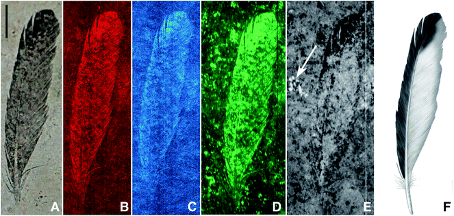 
          Archaeopteryx lithographica single feather (MB.Av.100), visible light (A), SRS-XRF false colour images of copper (B), nickel (C), organic sulphur (all species) (D), sulphate only map (E) and artist's restoration (F). The white arrow on (E) indicates the presence of sulphate in a fossil bone fragment just below the sediment surface (scale bar = 10 mm). Brighter equates to increased concentration.