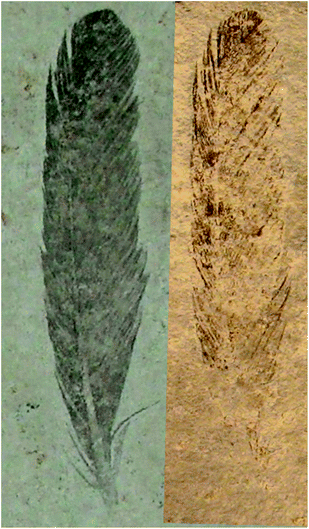 Mb.Av.100 (Berlin feather counterpart) and BSP-1869-VIII-1 (Munich feather part) specimen (counterpart and part respectively), with the Munich specimen image mirrored. Specimen MB.Av.100 is preserved as a dark carbonaceous film suggestive of organic material and the counter specimen BSP-1869-VIII-1 shows a fainter distribution of organic material, but retains the darker distal tip. This confirms that any zonation seen in the counterpart (MB.Av.100) is genuine and not an artefact of an uneven split of the fossil between adjacent bedding surfaces.