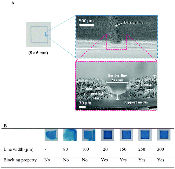 (A) SEM micrographs of the barrier line (in cross-sections) on the NC membrane, as fabricated by inkjet printing, and (B) images of the dye containment within a 5 × 5 mm printed square on the NC membrane printed with lines of different thicknesses. Images were taken 2 h after the application of 15 μL of Victoria blue B color dye solution (5 μg mL−1).