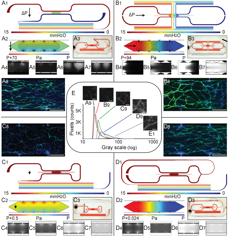 Microfluidic configurations and the pressure fields of the convection-dominated microplatform for generating high interstitial flow (Pe > 10). The interstitial flow can be controlled to be aligned in the (A1-3) transverse direction or in the (B1-3) longitudinal direction (black lines are streamlines, and black arrows indicate the direction of interstitial flow). The microfluidic channel and microtissue compartment can also be configured to create a pressure field in which (C1-3) convection and diffusion are of similar magnitude (Pe ∼ 1), or (D1-3) the transverse pressure gradient is zero, and the longitudinal pressure gradient is near zero and thus diffusion dominates (Pe < 0.1). Figures numbered with subscripts 4 and 6 are experimental patterns of dextran flowing into each microtissue chamber, subscripts 5 and 7 are the corresponding numerical simulation results. CD31-labeled endothelial cells after 10 days of culture demonstrate variable capillary morphogenesis at 4X (A8, B8, C8, D8), where scale bars are 500 μm. Fluorescent images of the microtissue stained with hyproxyprobeTM-1 under 5% oxygen (A9, B9, C9, D9) are compared to the positive hypoxic. control 1% oxygen (e1). (e) The histogram of hyproxyprobeTM-1 for the 5% oxygen and the 1% oxygen condition (gray line) in log scale.
