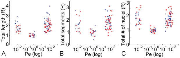 Comparison of (A) total capillary length, (B) total capillary segments, and (C) total number of nuclei as a function of the Pe. Blue diamonds and red circles are data from platforms with 8 and 16 pores, respectively. At Pe > 10, filled and open symbols correspond to transverse and longitudinal interstitial flow, respectively. The x-axes are in log scale.