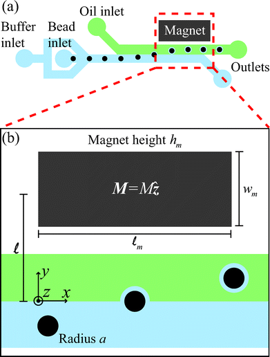 (a) A schematic diagram of the microfluidic tensiometer with a co-flow geometry, where the aqueous solution flows through the buffer inlet to center the beads, which are supplied through another inlet. Dodecane with 10 wt% Span 80 flows through the oil inlet. The permanent magnet draws paramagnetic beads towards, and possibly through, the two-fluid interface. (b) A magnified view of the region of influence of the magnet shows the geometric length scales of the system as well as the magnetization direction of the magnet, M = Mẑ.