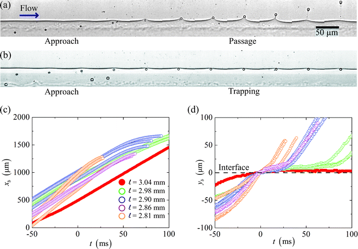 (a–b) A time-series of images taken at intervals of 5 ms shows 2.5 μm radius paramagnetic spheres, in a solution of 8 mM SDS in water with 25 wt% glycerol, approaching a fluid-fluid interface. The spheres (a) deform and pass through the interface into a solution of 10 wt% Span 80 in dodecane, or (b) become trapped at the two-fluid interface when the magnetic force is not strong enough to pull the spheres through the interface. Plots of particle positions in the directions (c) of the flow and (d) perpendicular to the flow versus time. In the flow direction, the particles move at approximately constant speeds even as they cross the interface (at t = 0 ms), until they slow down as they approach the channel wall. In the perpendicular direction, when the distance  between the fluid-fluid interface and the magnet center is above a critical value, the spheres stop passing through the interface and remain trapped in the aqueous phase.