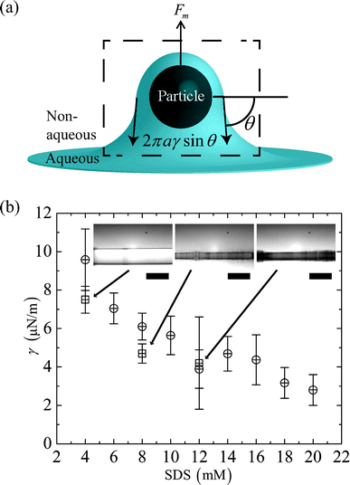 (a) A schematic diagram that illustrates the force balance on a particle at the two fluid interface. (b) The average dimensionless distance L of a pair of data points closest to the cross-over threshold is used to calculate the magnetic field gradient and estimate the interfacial tension γ viaeqn (13). γ is plotted as SDS concentration is increased from 4–20 mM. Results from microfluidic (⊕) and spinning drop (⊞) experiments are shown in the figure. The inset shows images from spinning drop experiments for different SDS concentrations in the aqueous phase. Scale bar 5 mm.