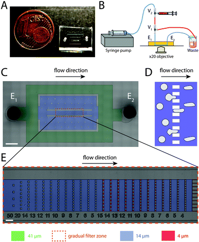 Gradual filter method and design. (A) Picture of a gradual filter method chip mounted on a glass microslide and positioned next to a 1 cent euro coin as a scale reference. (B) Schematic of the simple injection system. A fixed volume of cell suspension (red) is inserted in the inlet tubing via a loading zone between two 3-way valves V1 and V2. A constant flow rate of culture medium (blue) is applied with a standard syringe pump in the gradual filter chip. (C) Micrograph of the microfluidic device. The gradual filter zone is surrounded by the orange dashed box. All channels have been colored according to their ceiling height (green for 41 μm, blue for 14 μm and red for 4 μm). The device has one inlet E1 and one outlet E2. Two Ψ-junctions reduce the flow rate and the cell numbers entering in the gradual filter zone by a factor r = 6500. The black arrow indicates flow direction and the scale bar corresponds to 1000 μm. (D) Schematics of a comb-like microfluidic filter composed of parallelized identical constrictions. The blue zone represents the fluidic channels, and grey objects the cells passing through the filter. (E) Micrograph of the gradual filter zone. It comprises several stages in series from the upstream (left) to the downstream (right), each stage being separated by a comb-like filter of parallelized identical microchannels. The microfabricated numbers below the stages indicate the microchannel width of the next downstream comb-like filter, whereas the colorization indicates the channel ceiling height (blue for 14 μm and red for 4 μm). The cross sections of the comb-like filter channels decrease by 1 μm (either in width or height) from one stage to the other when following the flow direction (black arrow). The scale bar corresponds to 100 μm.