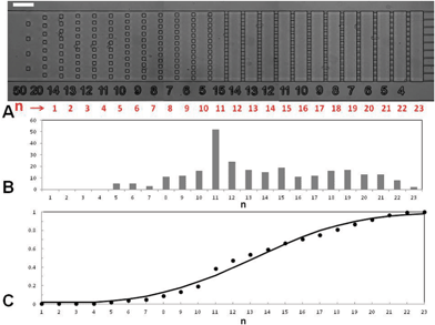 Measurement in a gradual filter. (A) Micrograph of a gradual filter with normal THP-1 cells distributed in different stages during an injection at 12.7 mL h−1 for 6 min. The red numbers correspond to the stage number n used to plot data. The white scale bar corresponds to 100 μm. (B) Number of cells (bars) and (C) cumulative fraction of cells (dots) in the stages of the gradual filter vs. the position in filter n (total number of cells N = 300). The solid line corresponds to a fit by a normal distribution (eqn (1)) of mean μ = 13.2 and standard deviation σ = 4.6.