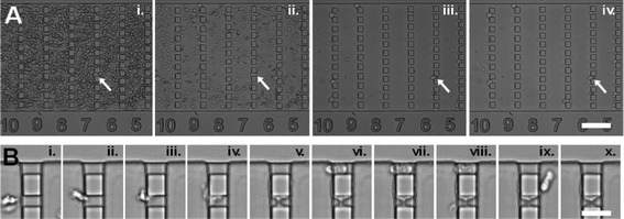 Measurement with whole blood. Image sequences taken in a gradual filter during an injection of whole blood at Q = 12.7 mL h−1. (A) Region of ceiling height 14 μm at times T = (i) 2 min, (ii) 3.5 min , (iii) 6.5 min , and (iv) 10 min. The smaller and more compliant red blood cells are rapidly washed out, while leukocytes are retained and sorted in the gradual filter. White arrows point to a particular leukocyte progressing slowly in the filter. The scale bar corresponds to 100 μm. (B) Zoomed image of a region of two constrictions of section 10 × 4 μm2 showing the entry, adhesion and spreading of one leukocyte on the lower constriction (i.–v.) and the entry and complete passage through the upper constriction without adhesion of another leukocyte (vi.–x.). The scale bar corresponds to 30 μm. Flow direction is from left to right.