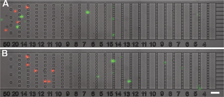 Cell separation by stiffness. Images taken during a separation experiment at Q = 12.7 mL h−1 of a mixture of compliant THP-1 cells (treated by Latrunculin-A and labelled in green by DiO) and stiff THP-1 cells (treated with glutaraldehyde and labelled in red by OR). Time difference between (A) and (B) is 4 min. Stiff red-labelled cells are separated from compliant green-labelled cells. The scale bar corresponds to 100 μm. Flow direction is from left to right.