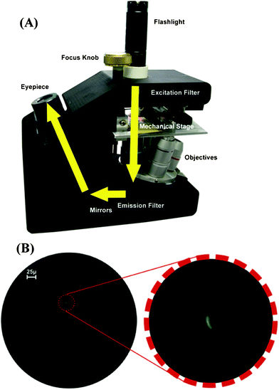 (A) Shows a picture of the Global Focus microscope.38 The yellow arrows show the trans-illumination light path of the microscope. (B) The left image is the photograph of M. Tuberculosis bacilli stained with auramine orange, obtained with the Global Focus microscope at 400× magnification. The right image is a digital magnification detail of an M. tuberculosis bacillus. Reprinted from ref. 38 with permission from PLoS One.