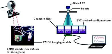 Schematic illustration of the cell-based biosensor platform for the detection of cardiotoxicity using a webcam based lensfree imaging technique. The white LED illuminates the chamber slide, which contains the ESC-derived cardiomyocytes. The real-time beating rates of the cardiomyocytes are recorded by the CMOS imaging module taken from a webcam, and analyzed by an imaging processing program. Reprinted from ref. 101 with permission from RSC publishing.