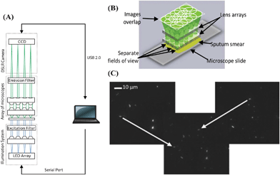 (A) Schematic illustration of an integrated tuberculosis diagnosis platform.41 (B) Array microscope with separated, discontinuous fields of view. (C) Overlapping images of a positive sputum smear sample. Left and right digital images can be added numerically to form an overlapping image. Bacilli in the originally image can be seen in the overlapped image as indicated by the arrow. Reprinted from ref. 41 with permission from Elsevier.