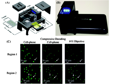 (A,B) An illustration and photograph of the wide-field fluorescence microscope on a cell-phone.44 The weight of the entire attachment is ∼28 grams (∼1 ounce) and the dimensions of the attachment are ∼3.5 × 5.5 × 2.4 cm. (C) Cell-phone images of labeled WBCs (cropped), compressively-decoded (CS) images and conventional fluorescence microscopy images of the same labeled WBCs are provided from left-to-right of the panel, respectively. Arrows point to WBCs that are resolved by CS. Reprinted from ref. 44 with permission from RSC publishing.