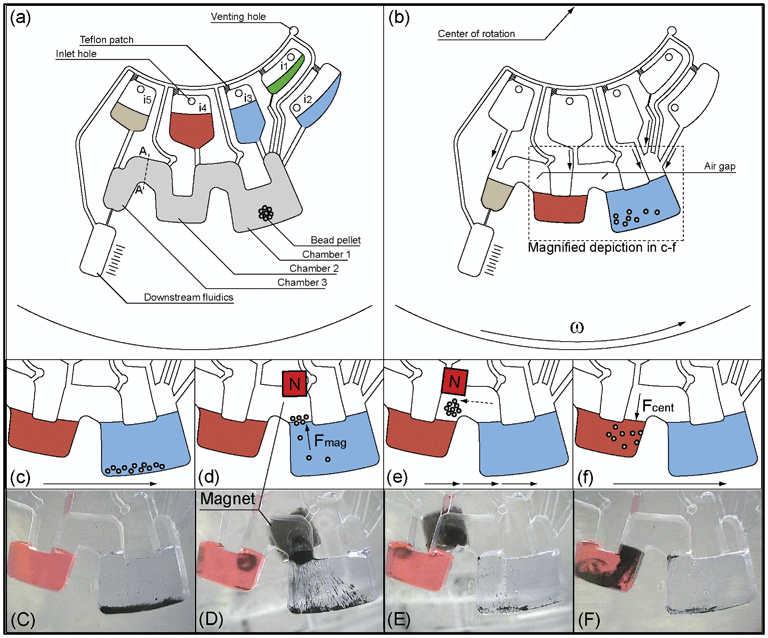 Schematic microfluidic structure for characterisation of GTM. (a) Microfluidic structure with magnetic bead pellet in chamber 1 and reagents in inlet chambers i1–i5 (b) After starting the centrifugal frequency protocol, reagents are transferred from inlet chambers into the associated chambers 1–3. The bead pellet is rehydrated and resuspended. (c) Beads are centrifuged to the rim of chamber 1 by spinning the LabDisk. (d) The LabDisk is stopped at a defined azimuthal position of the liquid phase in chamber 1 (blue) with respect to the external magnet. The magnet attracts the beads, which form clusters and are moved across the liquid-gas interface into the air-gap that connects chamber 1 and chamber 2. (e) The magnet holds the beads fixed while the LabDisk is rotated in 0.5° increments. Thereby, the beads are transported to an azimuthal position radially inwards of chamber 2 (dashed arrow). (f) The LabDisk is reaccelerated and the beads are centrifuged into the liquid phase in chamber 2 (red). (C)–(F) show photographs of the bead transport. Steps (c)–(f) are repeated a second time to transport the beads from chamber 2 into chamber 3 that is connected to a chamber representing downstream fluidics for further assay steps. Grey shaded area represents a hydrophobic Teflon coating (see section: fabrication and preparation of the LabDisk).
