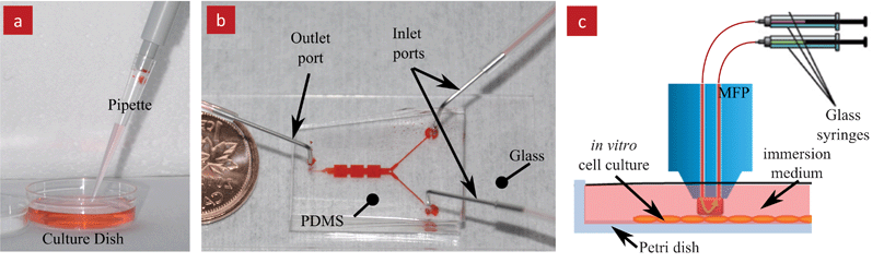 Traditional and microfluidic methods for in vitro cell culture. (a) A conventional cell culture dish being serviced with liquid using a pipette. (b) A conventional microfluidic device made in transparent PDMS that is bonded to a transparent glass substrate. The device features two inlets, one outlet and a closed channel network connecting them. The channels are filled with red food dye for visualization. (c) Schematics of the microfluidic probe (MFP) operating on top of a substrate (i.e. Petri dishes) and immersed in liquid. The MFP can be freely moved across the substrate.