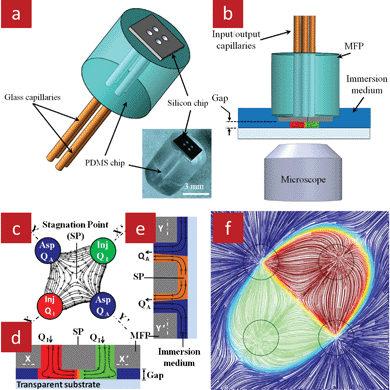 A MFP with four apertures used to generate a quadrupolar flow and to form a floating gradient in an open space. (a) 3D representation of the MFP with a micrograph of an actual device in the inset. (b) The MFP is placed parallel to the bottom substrate to form a narrow gap while immersed in the surrounding medium. (c) Schematics of the quadrupolar flow and stagnation point formed at the center. Chemicals are confined by using aspiration flow rates exceeding the injection flow rates. (d) The X–X′, and (e) Y–Y′ cross-sectional views of the injected chemicals confined in the gap between the MFP and the bottom substrate. (f) 3D simulation of the flow under the MFP illustrating the quadrupolar flow field, confinement, SP, and gradient formed at the interface between the two streams.