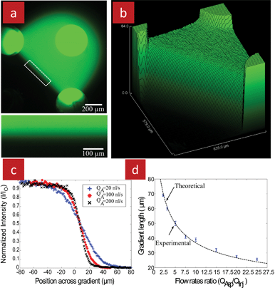 Floating concentration gradient formed using the quadrupolar MFP. (a) A fluorescent micrograph obtained using an inverted microscope. Solutions of fluorescein and pure water were injected through the top right and bottom left apertures, respectively, and aspirated back in through the other two apertures. A gradient was formed across the SP and all along the interface of the two injected solutions. A close up view of the concentration gradient corresponding to the white rectangle is shown in the inset. (b) Surface plot of the fluorescence intensity within the quadrupole. (c) Fluorescent intensity profiles of the gradients generated across the SP for different aspiration flow rates, illustrating the range of gradient slopes that can be obtained by adjusting the QA/QI ratio. (d) Measured and calculated length of the gradient with different aspiration flow rates (the injection flow rate for all cases was kept constant at 10 nl s−1).