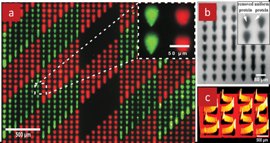 Biopatterning with the MFP. (a) Fluorescence micrograph of an array of two different proteins patterned using the MFP. The first deposited protein was a TRITC-labeled goat IgG (red). The second protein, a rabbit IgG did not have a label, but was stained with a FITC-labeled anti-rabbit IgG (green) following the patterning process. (b) Fluorescence micrograph of an array of TRITC-labelled goat IgG. The white color are fluorescent proteins that were homogeneously adsorbed on the glass slide, and the black spots represent the areas where proteins were removed by delivering a detergent solution using the MFP (c) An intensity profile of a gradient array of TRITC-labelled goat IgGs on a glass slide by ramping the MFP's scanning speed. The 3D intensity graphic reflects the surface-density of the proteins on the surface.