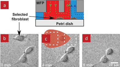 Use of the MFP for detaching and collecting selected living adherent cells. (a) A cross-sectional schematic of the MFP positioned atop a target cell. (b) A micrograph showing the selected fibroblast and two neighbouring cells. (c) Fibroblast being perfused with a trypsin solution. Dashed lines outline the apertures of the MFP and the red overlay shows the HFC of trypsin solution. (d) Image after detachment of the cell showing that the neighbouring cells remain.