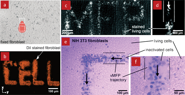 Selective labelling and deactivation of cells in culture with the MFP. (a) Phase contrast image of a fixed monolayer of fibroblasts (with MFP overlay) that was processed selectively with a fluorescent dye (DiI) with the MFP to form the word “CELL” as shown in (b). (c) Selective labelling of living fibroblasts with a fluorescent dye (Cellomics) forming the word “MFP”. (d) An enlarged view of labelled living fibroblasts. (e) Selective inactivation of a monolayer of fibroblasts with 2.5% sodium hypochlorite. Deactivated cells were subsequently stained with trypan blue while living cells remained unstained. (f) Enlarged view of the deactivated cells revealing morphological changes. (c–f) Reprinted with permission from Langmuir, Copyright 2011 American Chemical Society.20