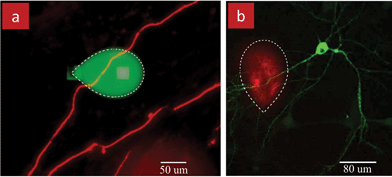 MFPs for localized stimulation of neuronal axons and dendrites. (a) Local perfusion of an axon in a fixed culture of dorsal root ganglia neurons in a dish. Neurons were stained with the myelin basic protein MPB (red) for visualization and to label myelin. The MFP was used to perfuse a solution of FluoroMyelin to study axonal myelin. FluoroMyelin is mixed with Fluorescein (green) to visualize the local perfusion. (b) Stimulation of an axon of a rat hippocampal neuron with TNFα to study synaptic plasticity. Neurons are transfected with pHluorin-GluR1 (green) which labels the glutamate receptors type 1 (GluR1). TNF is mixed with dextran (red) to visualize the local stimulation.