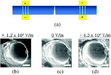 (a) Setup for piezoelectric deformation of AT-cut quartz through-pores. (b) Contracting the pore with +1.2 MV m−1. (c) The pore with no applied bias. (d) Expanding the pore with −4.3 MV m−1. Scale bars are 10 μm.