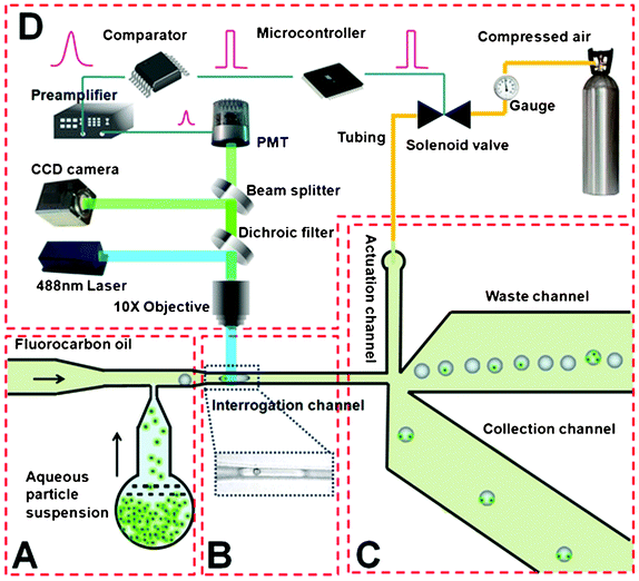 Schematic of the droplet sorting system. All the microfluidic channels have a uniform depth of 50 μm. (A) Droplet generation. The aqueous particle suspension (containing either microbeads or cells) meets the fluorocarbon oil stream at the T junction to produce droplets. The channel widths of aqueous and oil inlets are 30 and 40 μm respectively. (B) Droplet interrogation. The narrow width (∼23 μm) of the interrogation channel allows encapsulated particles to be detected individually (with the image of a droplet containing a single bead shown in the inset). (C) Droplet sorting. The droplets exclusively flow into the waste channel due to the difference in the hydrodynamic resistance (the length of the waste channel is 2 mm while that of the collection channel is 3.4 mm; both channels are 300 μm wide) until they are swept into the collection channel by the pressure pulse from the actuation channel. The actuation channel (80 μm wide and 2 mm long) is connected to a pressure source (∼1 psig) via an off-chip solenoid valve. In the schematic, we suggest selective isolation of droplets that contain two particles from a mixture. (D) Off-chip detection and control system. The fluorescence signal is detected by a photomultiplier tube and further processed by a comparator and a microcontroller. The microcontroller makes the sorting decision and operates the solenoid valve.